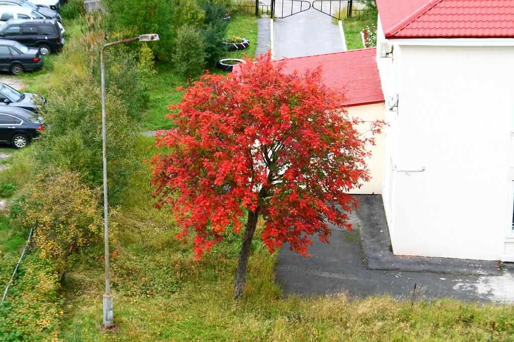 IMG_7125.JPG - просто красивое дерево.. тоже один из осенних приятных моментов.