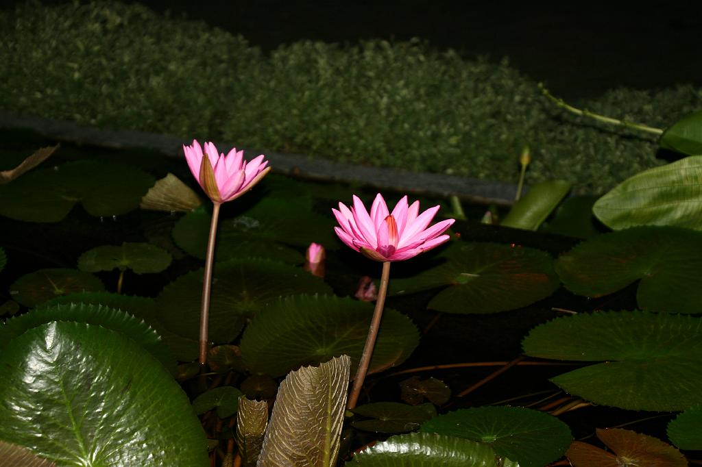 IMG_0333.JPG - Лотосы.. они всюду!..