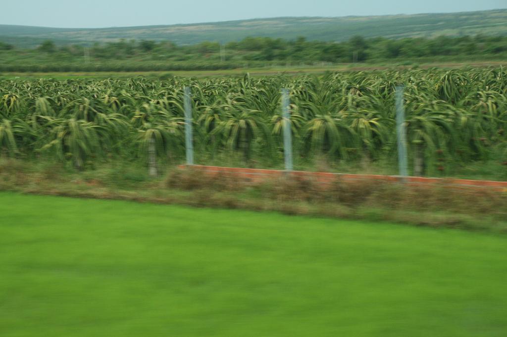 IMG_0710.JPG - например - плантации "Драгон-фрута".