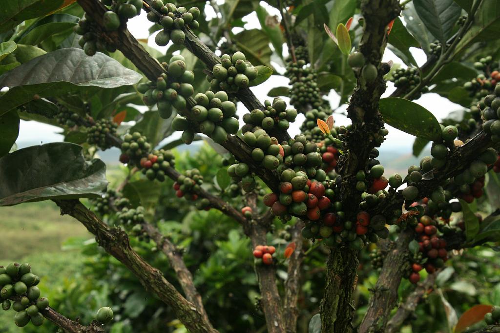 IMG_0713.JPG - так растет кофе.